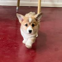 Welsh Corgi Pembroke