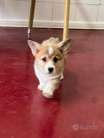 Welsh Corgi Pembroke
