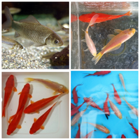 PESCI ROSSI e MEDAKA colori vari e MANGIMI