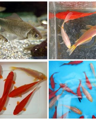 PESCI ROSSI e MEDAKA colori vari e MANGIMI