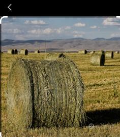 Terreni agricoli in affitto