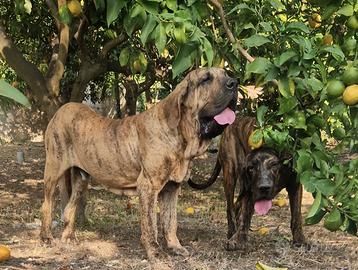 Fila Brasileiro