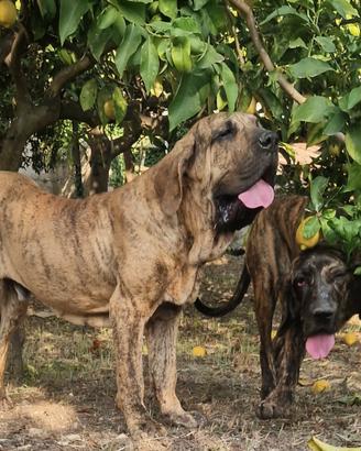 Fila Brasileiro