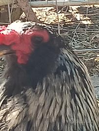 Galline ornamentali