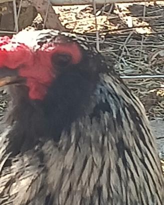 Galline ornamentali