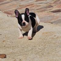 Cuccioli bulldog francese Pedigree ENCI