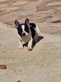 Cuccioli bulldog francese Pedigree ENCI