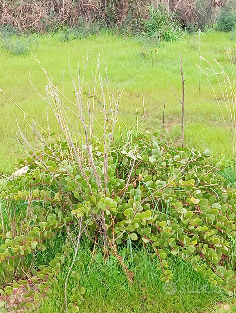 Terreno agricolo - Altro