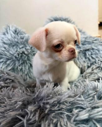 Chihuahua cucciola bianca