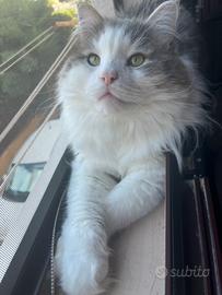 Gatto siberiano