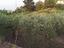 Immagine 12