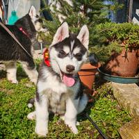 Husky siberiano