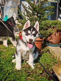 Husky siberiano
