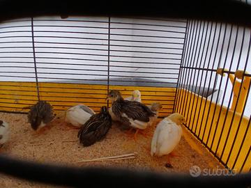 Quaglie cinesi