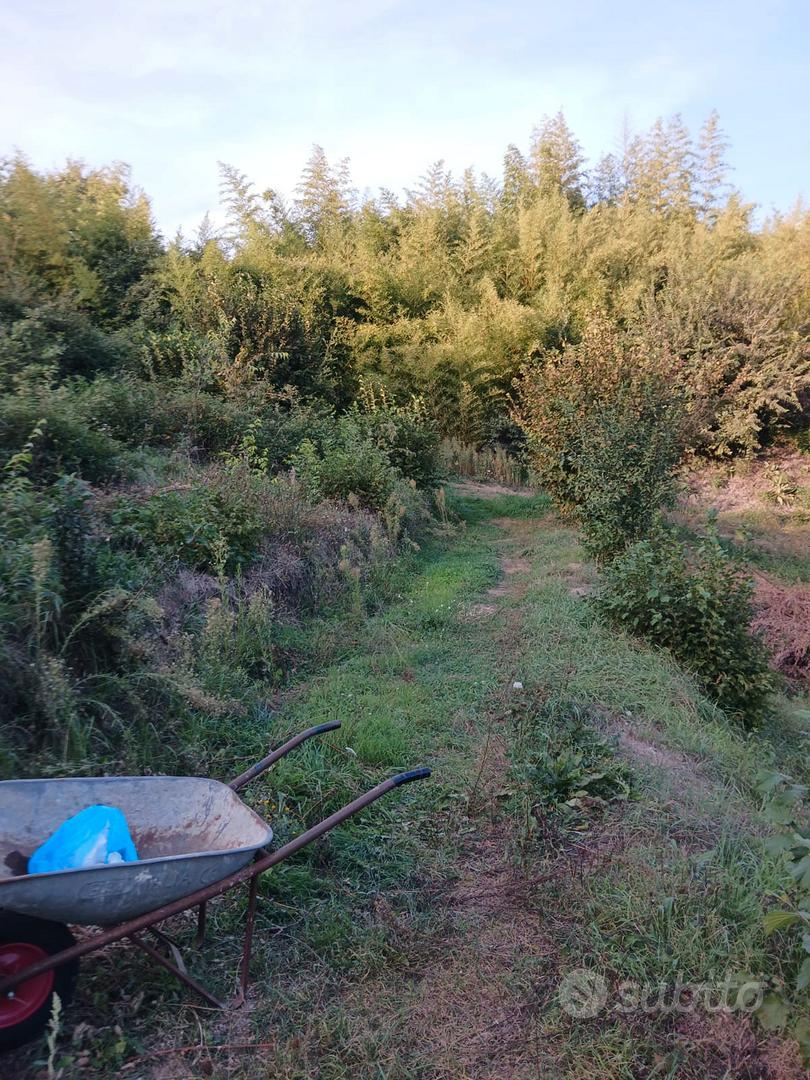 Terreno a Vitorchiano loc. Poggio Pasquale - Vista 4