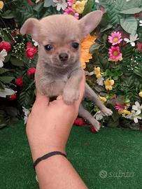 Chihuahua