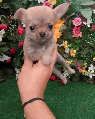 Chihuahua