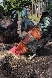 Artù e Achille galletti marans