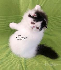 Maschietto Persiano puro