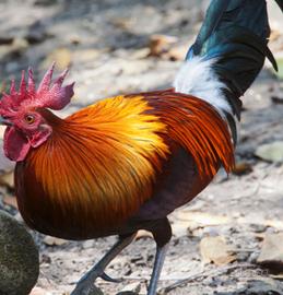 Gallo selvatico (gallus gallus spadiceus)