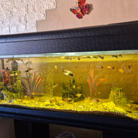 Acquario completo di tutto. 100lt