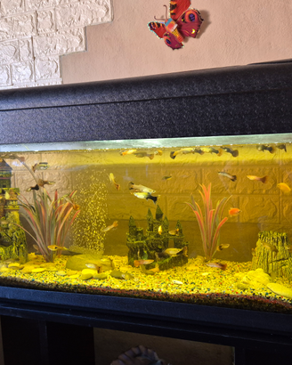 Acquario completo di tutto. 100lt