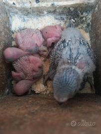coccorite ondulati  da allevare a mano 