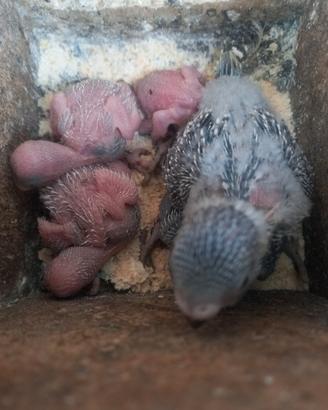 coccorite ondulati  da allevare a mano 