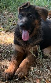Cucciolo pastore tedesco
