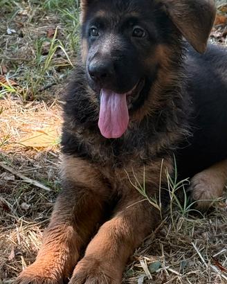 Cucciolo pastore tedesco