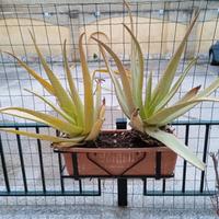 piante aloe