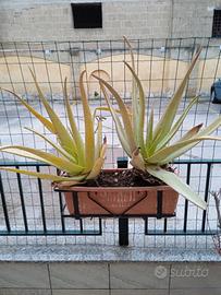 piante aloe