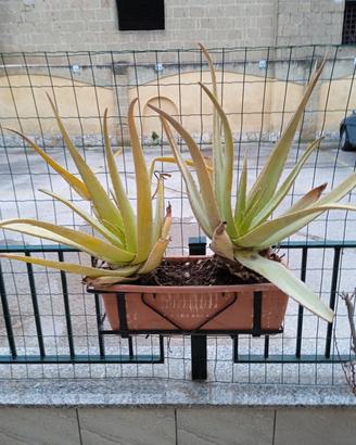 piante aloe