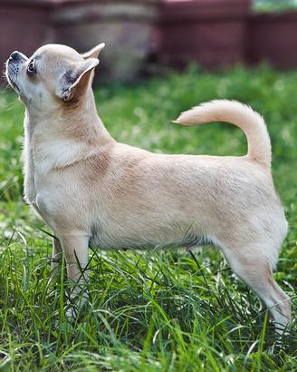 Chihuahua