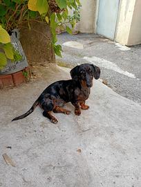 Bassotto merle