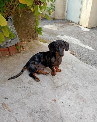 Bassotto merle