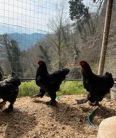 Galline ornamentali