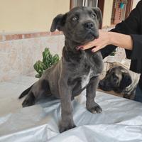 Cane corso