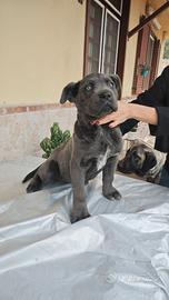 Cane corso