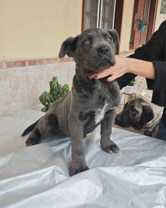 Cane corso