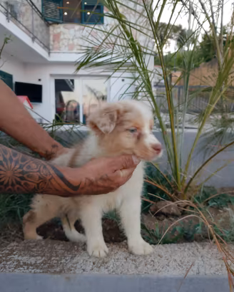 Cuccioli di pastore australiano