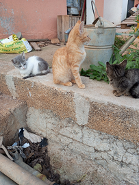 Gattini cuccioli