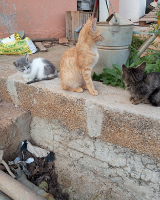 Gattini cuccioli