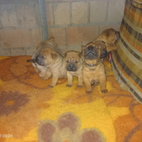 Sharpei