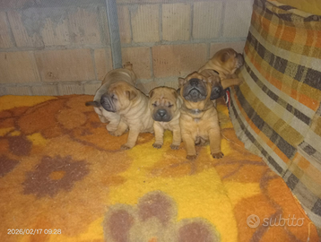 Sharpei