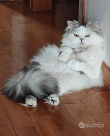 Gatto Persiano Cincillà per accoppiamento