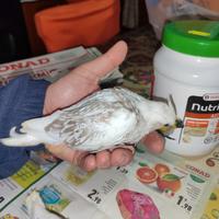 Calopsite da imbecco