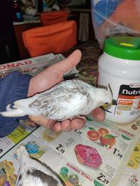 Calopsite da imbecco