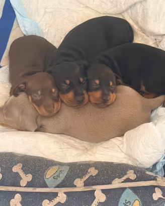 Cuccioli di bassotto femmine