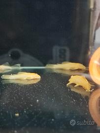 ancistrus gold